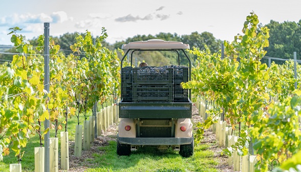 Buggy in vyd